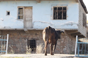 Fotografia intitolato "cow where :)" da Orhan Güldeste, Opera d'arte originale, Fotografia non manipolata