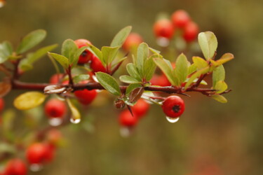 Fotografía titulada "drop and tree" por Orhan Güldeste, Obra de arte original, Fotografía no manipulada