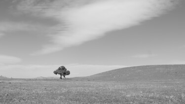 Photographie intitulée "lonely tree in natu…" par Orhan Güldeste, Œuvre d'art originale, Photographie non manipulée
