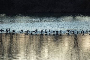 Photography titled "birds on water" by Orhan Güldeste, Original Artwork, Non Manipulated Photography