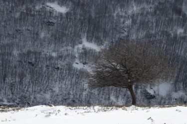 Фотография под названием "A lonely tree on th…" - Orhan Güldeste, Подлинное произведение искусства, Не манипулируемая фотогр…