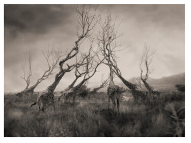 Photographie intitulée "El jardín de las ji…" par Oriol Jolonch, Œuvre d'art originale, Photo montage