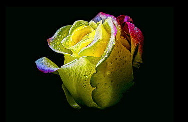 Artes digitais intitulada "rose" por Melih Ortatepe, Obras de arte originais, Pintura digital