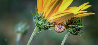 Photographie intitulée "Dazwischen..." par Ingridg, Œuvre d'art originale, Photographie numérique