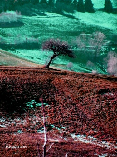 Fotografie getiteld "Il mio albero" door Mariagiulia Bonini, Origineel Kunstwerk, Digitale fotografie