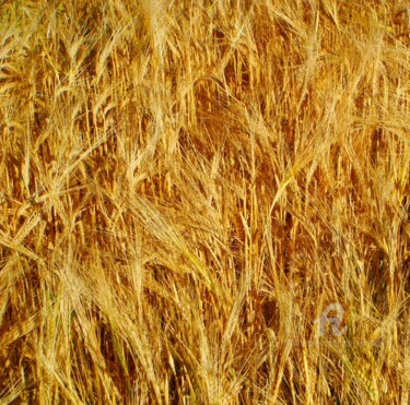 Photography titled "Wheatfield" by Otto Frühwach, Original Artwork, Non Manipulated Photography