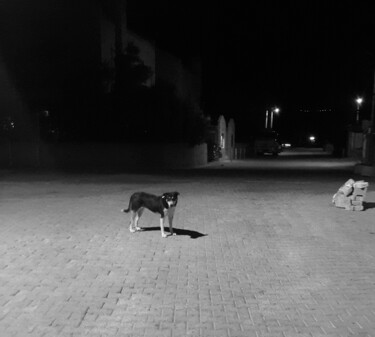摄影 标题为“Dog” 由Özgür Tekin, 原创艺术品, 电影摄影