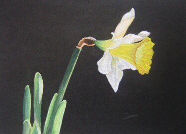 Desenho intitulada "Daffodil" por P. Le Sommer, Obras de arte originais, Pastel