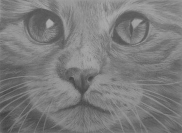 Drawing titled "Chaton" by P. Le Sommer, Original Artwork, Graphite
