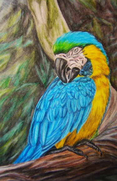 Tekening getiteld "Blue parrot" door P. Le Sommer, Origineel Kunstwerk, Aquarel