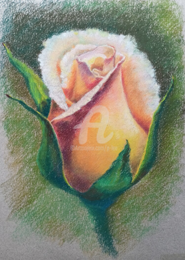 Painting titled "Dawn of the Rose" by P. Lee, Original Artwork, Pastel