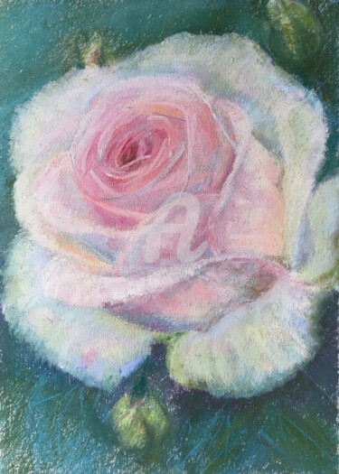 Painting titled "Pink elegy. Rose" by P. Lee, Original Artwork, Pastel