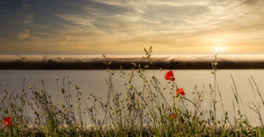 Фотография под названием "Sunlights poppies" - P. Zimmermann, Подлинное произведение искусства, Манипулированная фотография