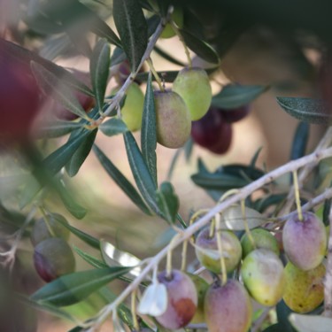 Fotografie mit dem Titel "oliven.jpg" von Angela Paap, Original-Kunstwerk