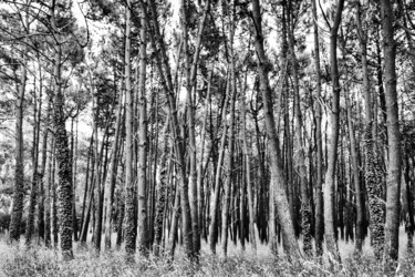 Photography titled "Bosque de Miramar" by Pablo Picardi, Original Artwork, Digital Photography