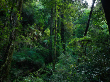 Photography titled "Selva" by Pablo Triste, Original Artwork, Digital Photography