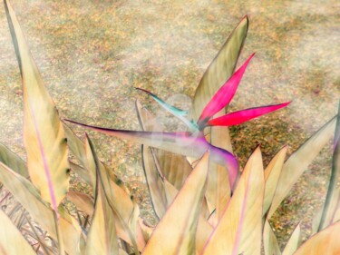 Arts numériques intitulée "oiseau du paradis" par Patricia Hertig, Œuvre d'art originale, Travail numérique 2D