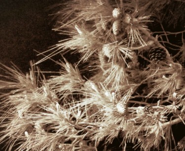 Photography titled "Pine in retro" by Pakokante, Original Artwork