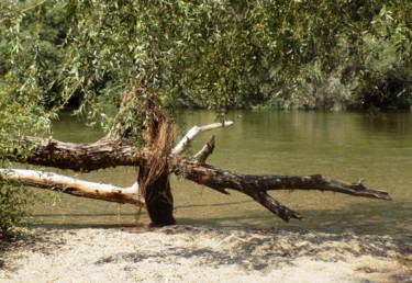 Фотография под названием "Fallen branches" - Pakokante, Подлинное произведение искусства