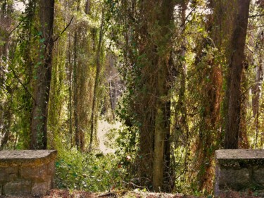 Φωτογραφία με τίτλο "In a forest with hi…" από Pakokante, Αυθεντικά έργα τέχνης, Ψηφιακή φωτογραφία