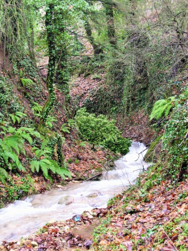 Φωτογραφία με τίτλο "Deep in the forest" από Pakokante, Αυθεντικά έργα τέχνης, Ψηφιακή φωτογραφία