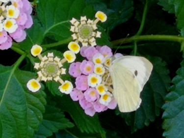 Φωτογραφία με τίτλο "Papillon dans notre…" από Pakokante, Αυθεντικά έργα τέχνης, Ψηφιακή φωτογραφία