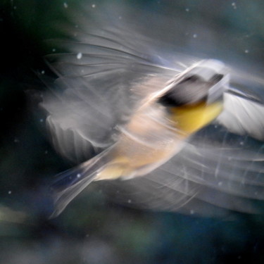 Photographie intitulée "Valse d'ailes" par An'Marie Pirard, Œuvre d'art originale