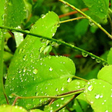 Photographie intitulée "Après la pluie" par An'Marie Pirard, Œuvre d'art originale