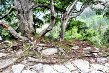 Fotografie mit dem Titel "Baum&Stein" von Martina Danneberg, Original-Kunstwerk