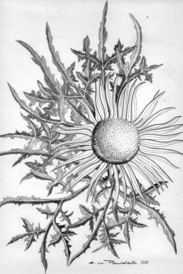 Drawing titled "Silberstift Distel" by Tatjana M. Pankau, Original Artwork, Silverpoint