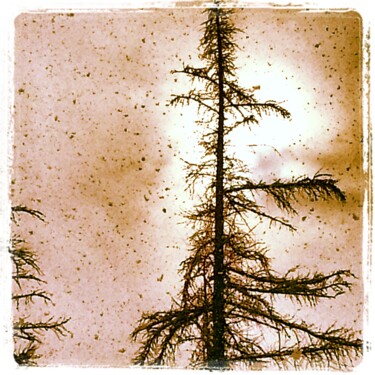Photography titled "SNOWING ON TREES" by Paobel, Original Artwork, Digital Photography