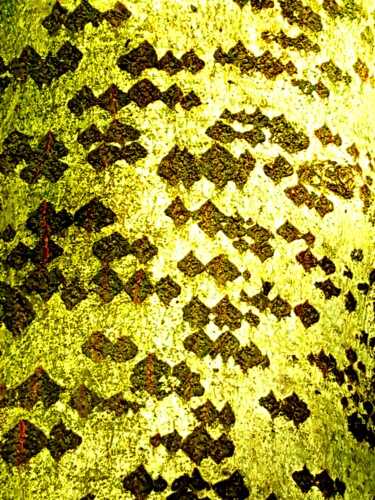 Фотография под названием "Geometric barks" - Paobel, Подлинное произведение искусства, Цифровая фотография
