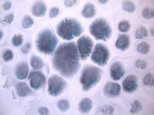 Painting titled "Blue cells" by Paolo Avanzi, Original Artwork