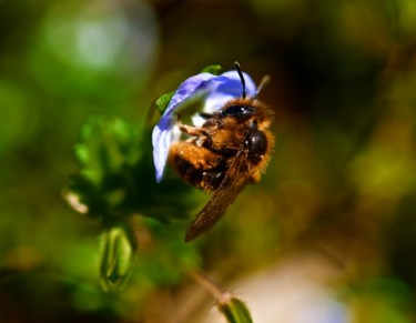 Photography titled "The bee" by Paolo Demaldè, Original Artwork