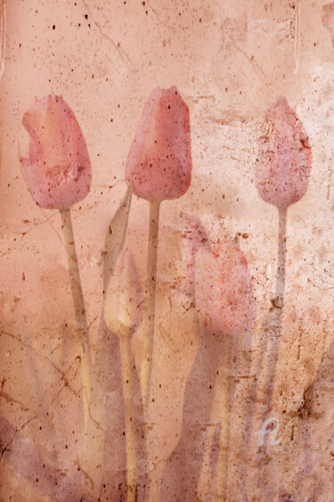 "Tulipes" başlıklı Dijital Sanat Paradoxart tarafından, Orijinal sanat, Dijital Fotoğrafçılık