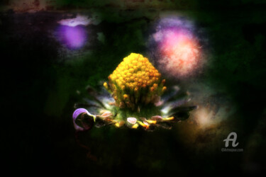 Fotografie mit dem Titel "Fleur de Nuit" von Paradoxart, Original-Kunstwerk, Digitale Fotografie