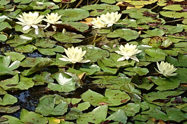 Fotografie getiteld "Bloomin lotus" door Pascal Carro (PKRO), Origineel Kunstwerk, Digitale fotografie