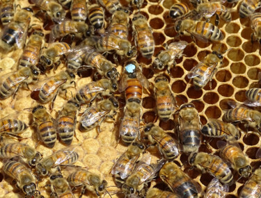 Photographie intitulée "The queen of bees" par Pascal Carro (PKRO), Œuvre d'art originale, Photographie numérique