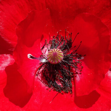 Fotografie getiteld "Poppy moment" door Pascal Carro (PKRO), Origineel Kunstwerk, Digitale fotografie