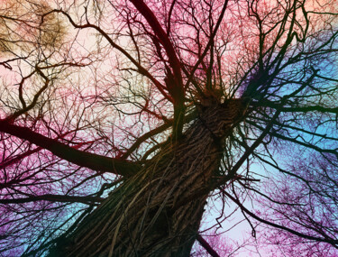 摄影 标题为“Sky Root #1” 由Pascal Carro (PKRO), 原创艺术品, 数码摄影