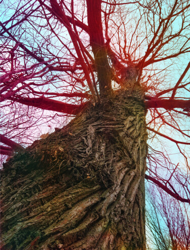 Fotografia zatytułowany „Sky root #2” autorstwa Pascal Carro (PKRO), Oryginalna praca, Fotografia cyfrowa