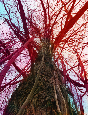 Fotografie getiteld "Sky root #3" door Pascal Carro (PKRO), Origineel Kunstwerk, Digitale fotografie