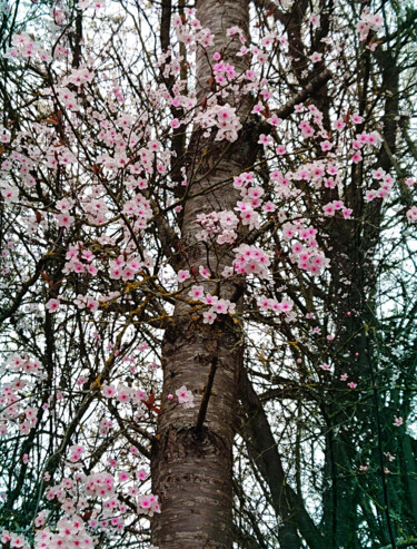 Photographie intitulée "Sakura" par Pascal Carro (PKRO), Œuvre d'art originale, Photographie numérique
