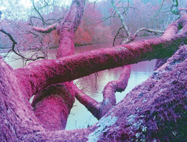 「Heart tree #1」というタイトルの写真撮影 Pascal Carro (PKRO)によって, オリジナルのアートワーク, 操作する