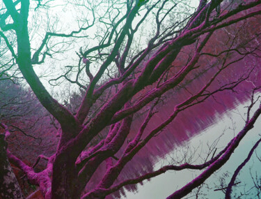 Photography titled "Heart tree #2" by Pascal Carro (PKRO), Original Artwork, Manipulated Photography