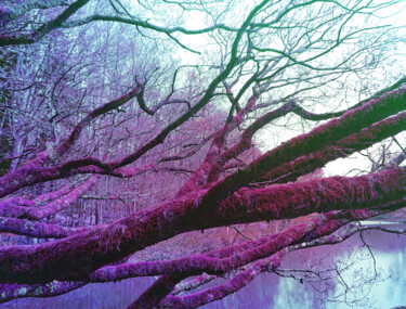 Photographie intitulée "Heart tree #3" par Pascal Carro (PKRO), Œuvre d'art originale, Photographie manipulée