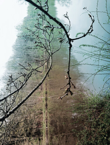 "The tree hides the…" başlıklı Fotoğraf Pascal Carro (PKRO) tarafından, Orijinal sanat, Fotoşoplu fotoğrafçılık