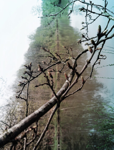 Fotografia intitolato "The tree hides the…" da Pascal Carro (PKRO), Opera d'arte originale, Fotografia manipolata