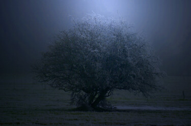 Photographie intitulée "l'arbre" par Pascal Pierre, Œuvre d'art originale, Photographie numérique