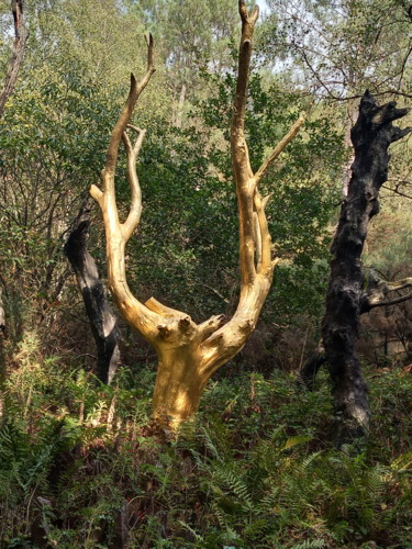 Photographie intitulée "L'arbre d'or" par Pascale Bezaud, Œuvre d'art originale, Photographie numérique